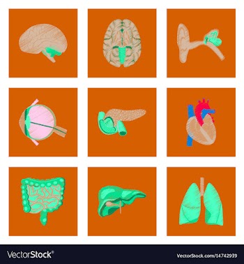 Assembly of flat shading style icon human organs vector image
