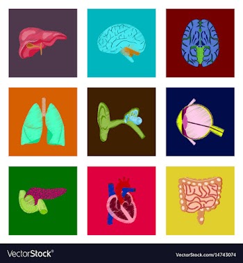 Assembly of flat shading style icon human organs vector image