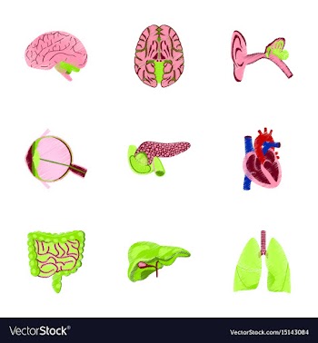 Assembly of flat shading style icon human organs vector image