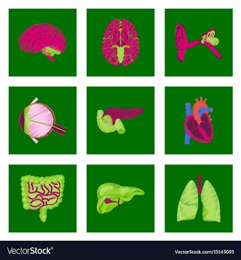 Assembly of flat shading style icon human organs vector image