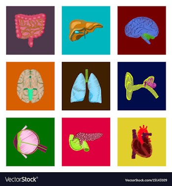 Assembly of flat shading style icon human organs vector image