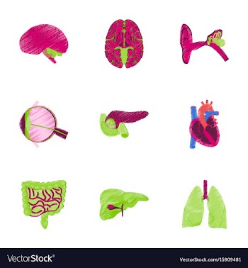 Assembly of flat shading style icon human organs vector image