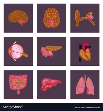 Assembly of flat shading style icon human organs vector image