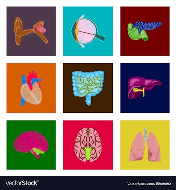 Assembly of flat shading style icon human organs vector image