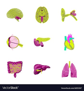 Assembly of flat shading style icon human organs vector image