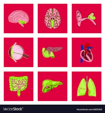 Assembly of flat shading style icon human organs vector image