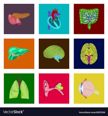 Assembly of flat shading style icon human organs vector image