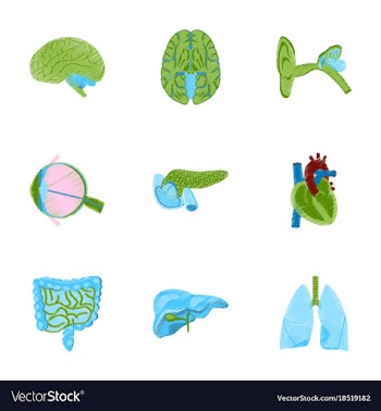 Assembly of flat shading style icon human organs vector image
