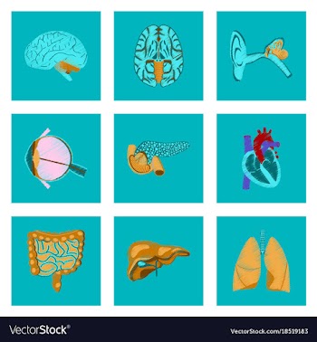Assembly of flat shading style icon human organs vector image