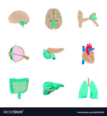 Assembly of flat shading style icon human organs vector image