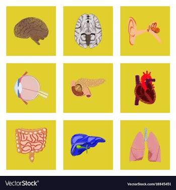 Assembly of flat shading style icon human organs vector image