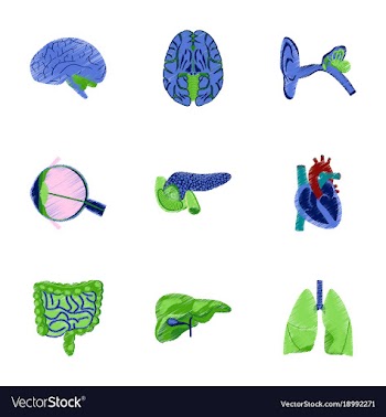 Assembly of flat shading style icon human organs vector image