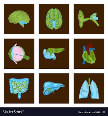 Assembly of flat shading style icon human organs vector image