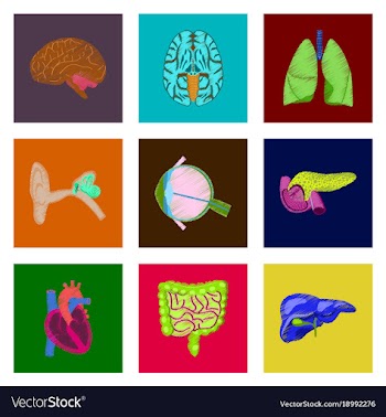 Assembly of flat shading style icon human organs vector image