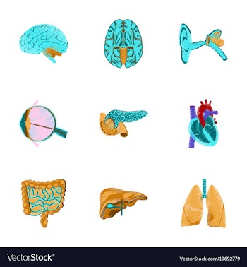 Assembly of flat shading style icon human organs vector image