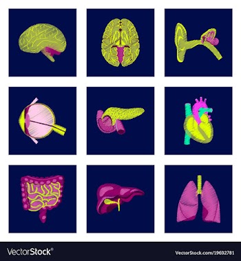 Assembly of flat shading style icon human organs vector image