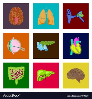 Assembly of flat shading style icon human organs vector image