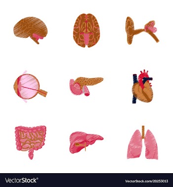 Assembly of flat shading style icon human organs vector image