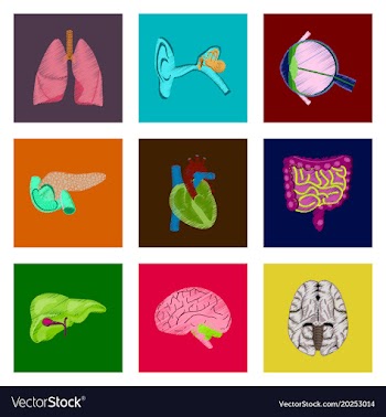 Assembly of flat shading style icon human organs vector image