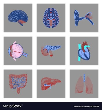 Assembly of flat shading style icon human organs vector image