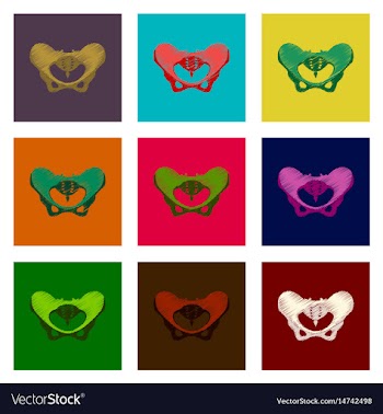Assembly of flat shading style icon pelvic bones vector image