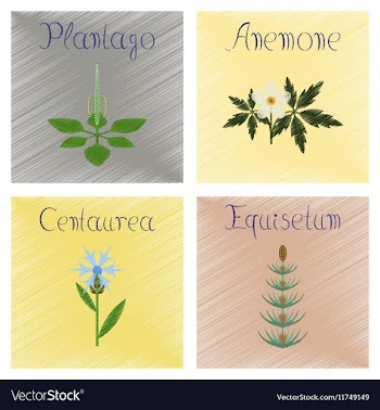 Assembly shading style Plantago vector image