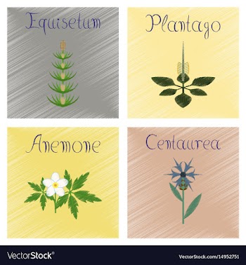 Assembly shading style plantago vector image