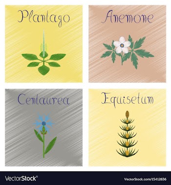 Assembly shading style plantago vector image