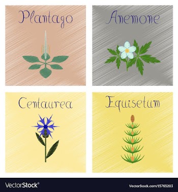 Assembly shading style plantago vector image