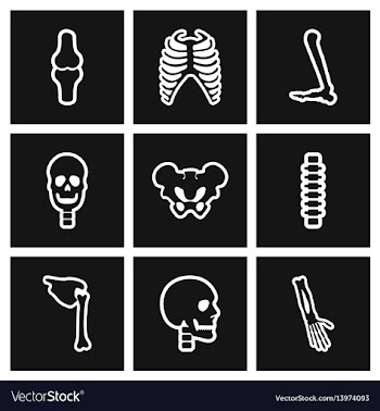 Assembly stylish black and white icons human bones vector image