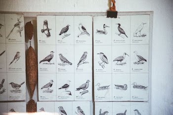 assorted birds illustration