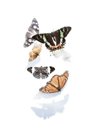 Assorted Butterflies