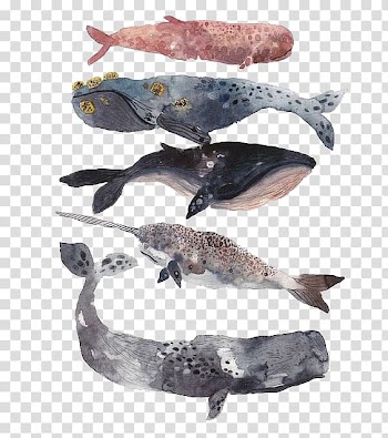 Assorted-color-and-species of whales, Sperm whale Watercolor painting Illustration, Shark fish samples transparent background PNG clipart