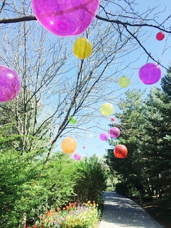 Assorted-color Balloons Attached on Tree Branches