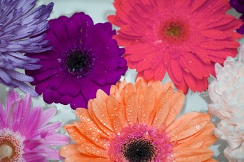 Assorted-color Daisy Flowers in Bloom