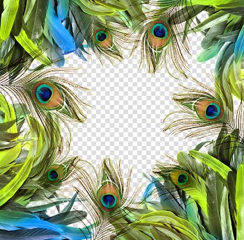 Assorted-color feathers illustration, Asiatic peafowl Feather Bird Raster graphics, Colorful peacock feather transparent background PNG clipart