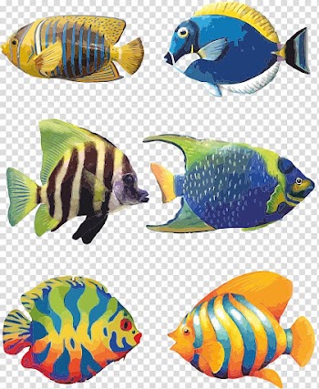 Assorted-color fish , Koi Angelfish Tropical fish Drawing, Aquarium fish transparent background PNG clipart