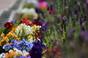 Assorted-color Flowers