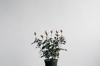 assorted-color flowers