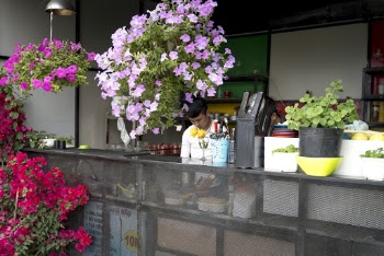 Assorted-color Flowers