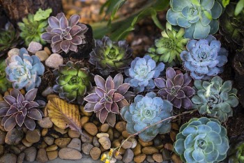 Assorted-color Flowers