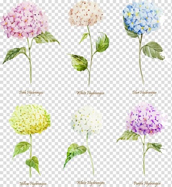 Assorted-color flowers illustration, Hydrangea Flower Watercolor painting Euclidean , 6 beautiful watercolor hydrangea transparent background PNG clipart