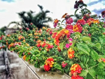 Assorted-color Lantana Flowers Lined