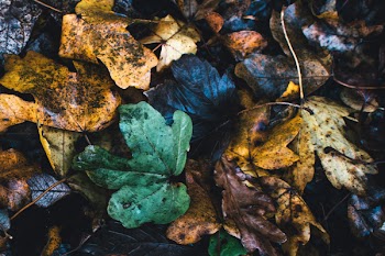 Assorted Color Leafs Photo