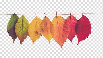 Assorted-color leaves illustration, Mood board Autumn leaf color Marketing, Colorful leaves transparent background PNG clipart