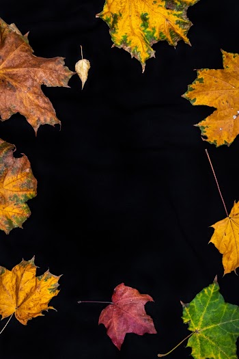 Assorted-color Maple Leaves