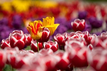 Assorted Color of Flowers during Daytime