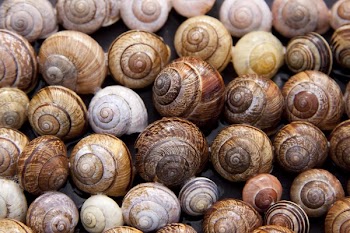 Assorted Color of Snails