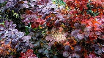 Assorted-color Petaled Flowers