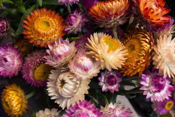 Assorted-color Petaled Flowers